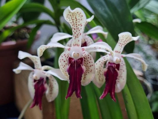 J&Aacute; COME&Ccedil;OU - BARREIROS E CEP&Otilde;ES EM FLOR