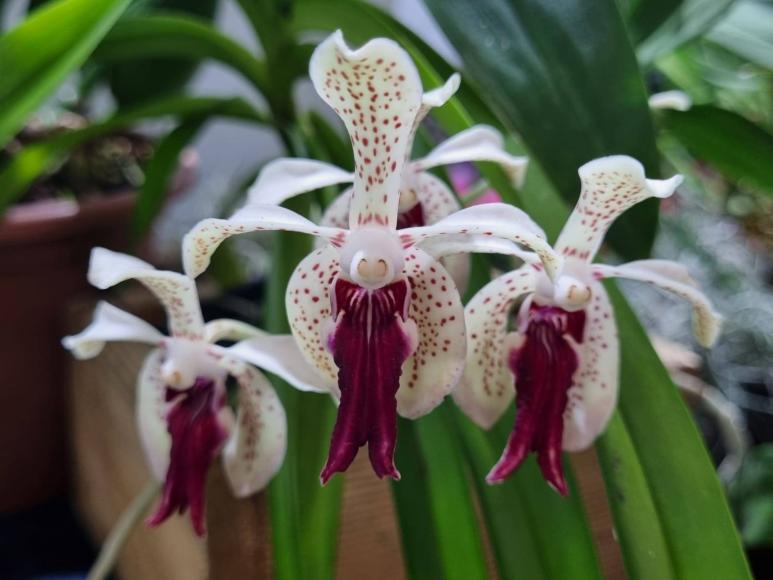 J&Aacute; COME&Ccedil;OU - BARREIROS E CEP&Otilde;ES EM FLOR